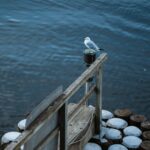 A seagull