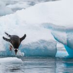 Antarctica